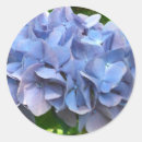 Search for hydrangea flowers photography Plants