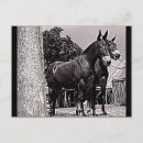 Search for mule postcards Animal