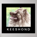 Search for keeshond posters Pets