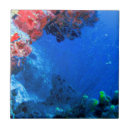 Search for coral reef tiles Tropical