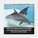Search for jumping dolphin magnets Dolphins
