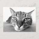 Search for chilled postcards Cat