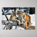Search for cub art Beautiful