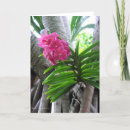 Search for kauai cards Photography