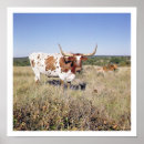 Search for longhorn cattle posters America