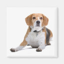 Search for dog magnets Puppies