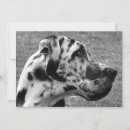 Search for great dane invitations Pets