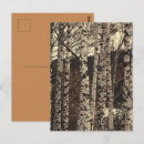 Search for birch tree postcards Nature