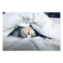 Search for sleeping beauty posters Kitten
