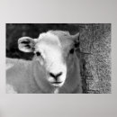 Search for black lamb posters Lambs