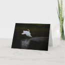 Search for white feather cards Wildlife