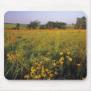 Search for refuges mousepads Usa