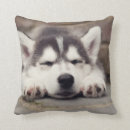 Search for siberian husky cushions Snow dog