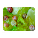 Search for lettuce magnets Salad