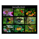 Search for colourful insect posters Floral