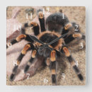 Search for arachnid clocks Nature