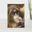 Search for monkeys photo cards Cute animals