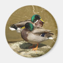 Search for duck hunter magnets Mallard