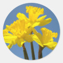 Search for daffodil flower stickers Nature