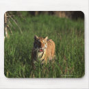 Search for bengals electronics Animals in the wild