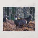 Search for winter deer postcards Animal