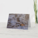 Search for seashell photography cards Beach