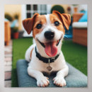 Search for happy jack posters Jack russell terrier