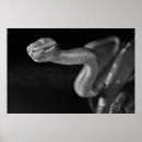 Search for boa posters Reptile