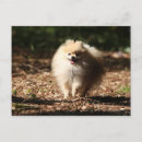 Search for spitz dog postcards Pomeranian