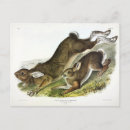 Search for snowshoing postcards Rabbit