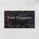 Search for florists photography Dahlias