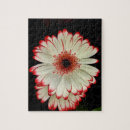 Search for white gerbera daisy Floral