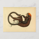 Search for tamarin postcards Cute
