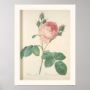 Search for cabbage rose posters Botanical