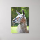 Search for white llama posters Farm