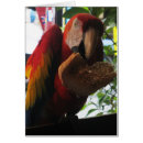 Search for macaws cards Scarlet macaw