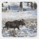 Search for wander stickers Outdoors