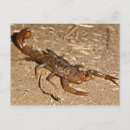 Search for scorpion postcards Insect