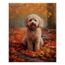Search for cockapoo posters Pet