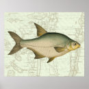 Search for freshwater fish posters Fishing