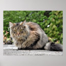 Search for veterinarian posters Cute