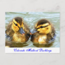 Search for baby ducklings postcards Nature