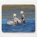 Search for seabird mousepads Animal