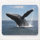 Search for humpback mousepads Breaching
