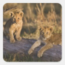 Search for mara stickers Panthera leo