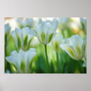 Search for soft focus posters Floral
