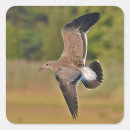 Search for sea bird stickers Gull