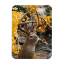 Search for trophy magnets Buck