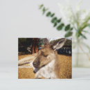 Search for kangaroo postcards Wildlife