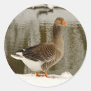Search for snow goose stickers Nature